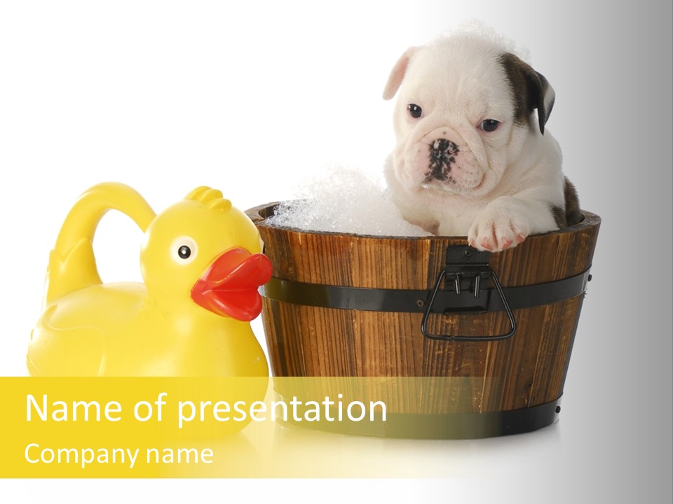 Small Washtub Pedigree PowerPoint Template