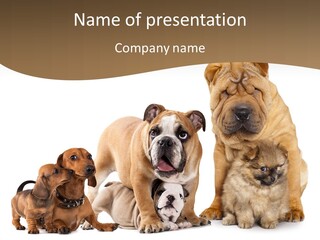 Shar Pei Mammal Background PowerPoint Template