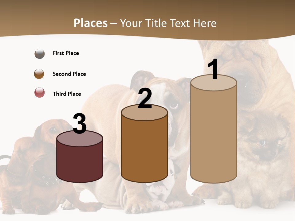 Shar Pei Mammal Background PowerPoint Template