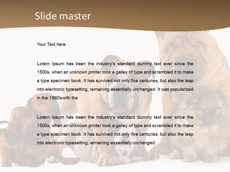 Shar Pei Mammal Background PowerPoint Template