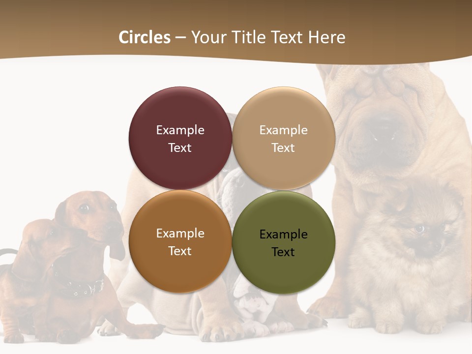 Shar Pei Mammal Background PowerPoint Template
