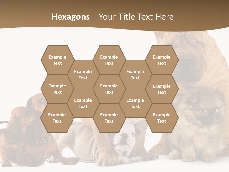 Shar Pei Mammal Background PowerPoint Template