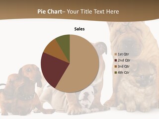 Shar Pei Mammal Background PowerPoint Template