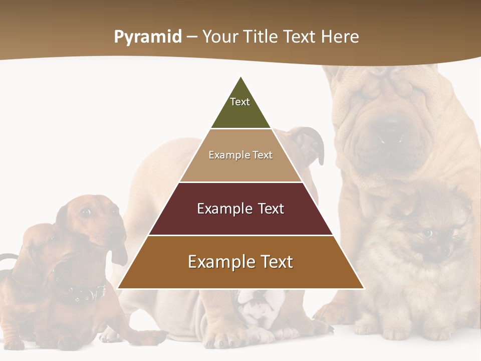 Shar Pei Mammal Background PowerPoint Template