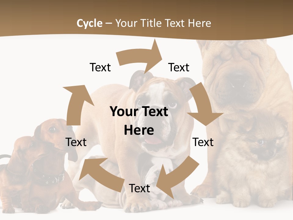 Shar Pei Mammal Background PowerPoint Template