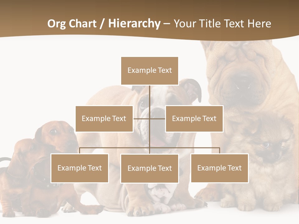 Shar Pei Mammal Background PowerPoint Template