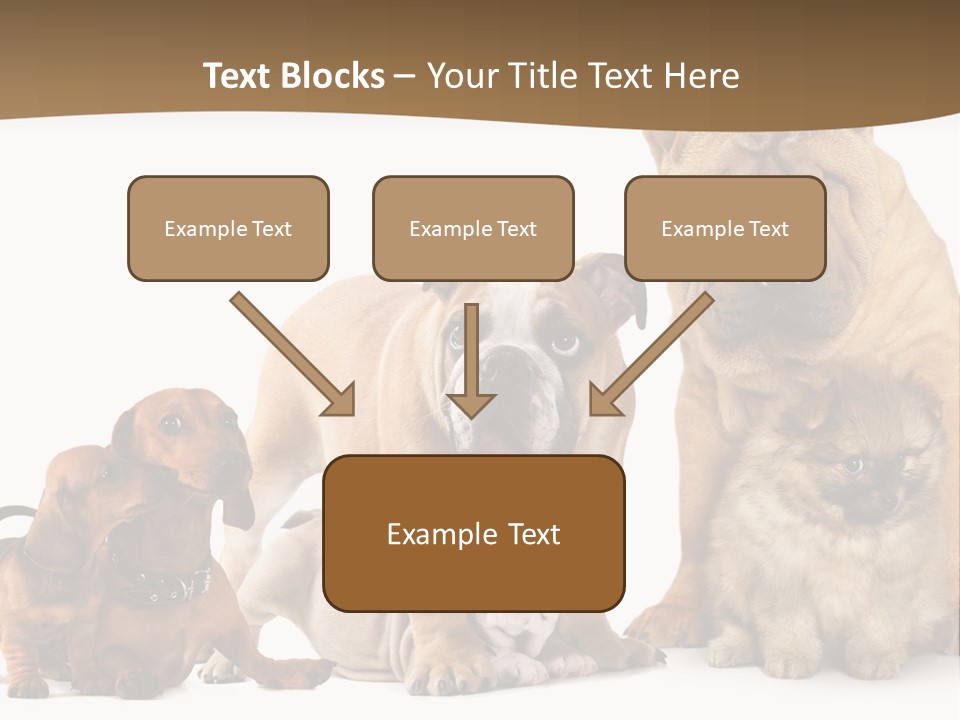 Shar Pei Mammal Background PowerPoint Template