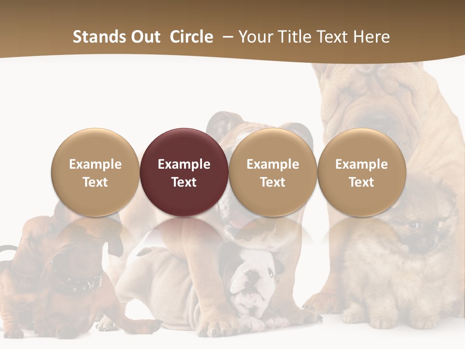Shar Pei Mammal Background PowerPoint Template