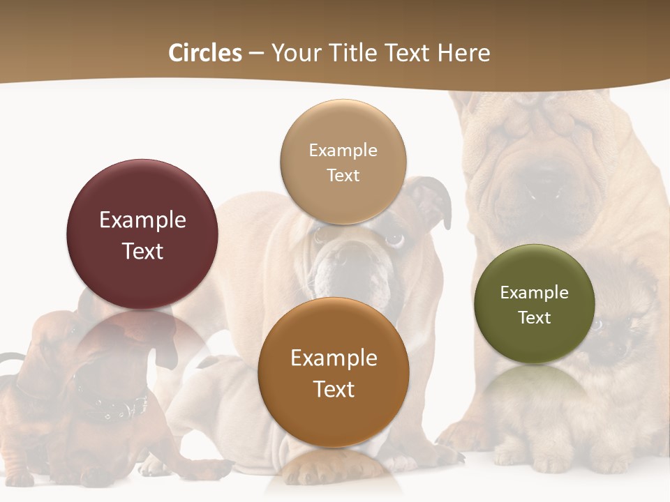 Shar Pei Mammal Background PowerPoint Template