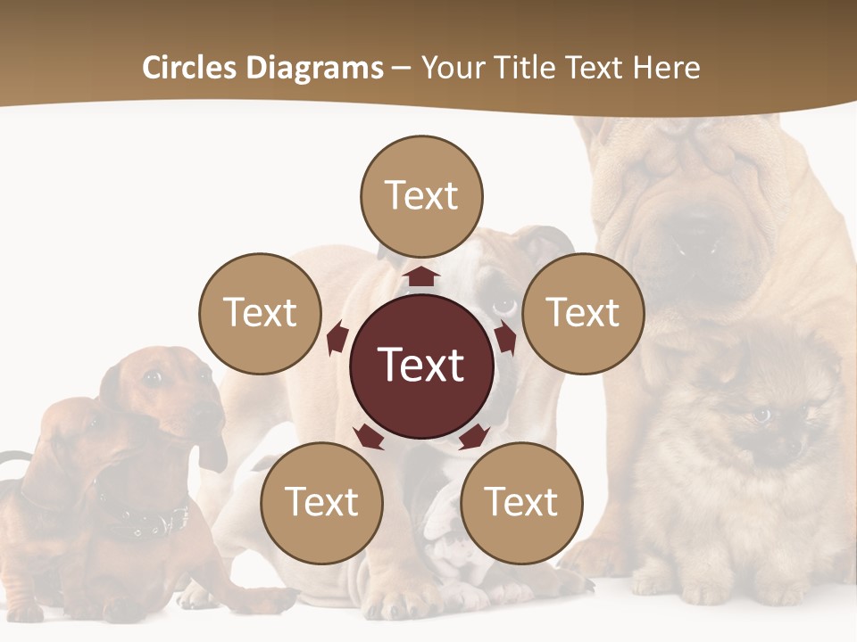 Shar Pei Mammal Background PowerPoint Template