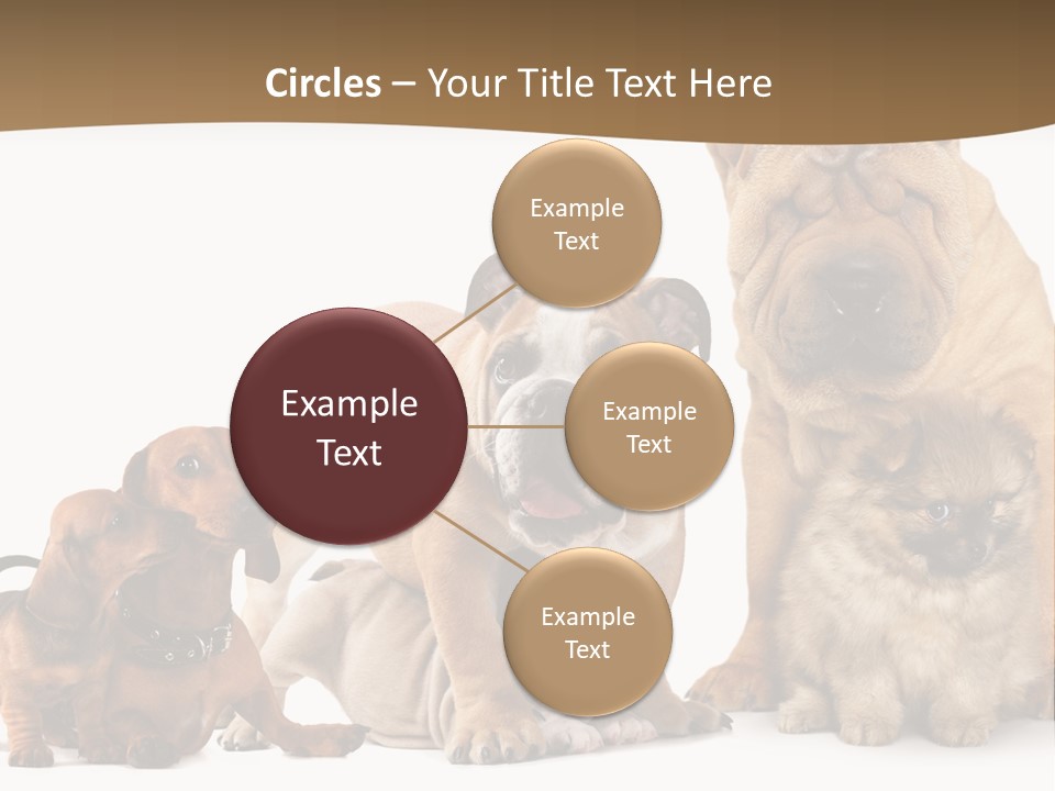 Shar Pei Mammal Background PowerPoint Template