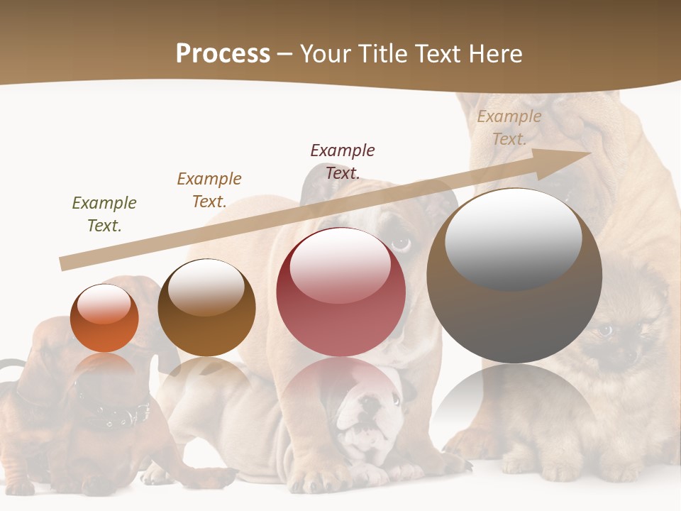 Shar Pei Mammal Background PowerPoint Template