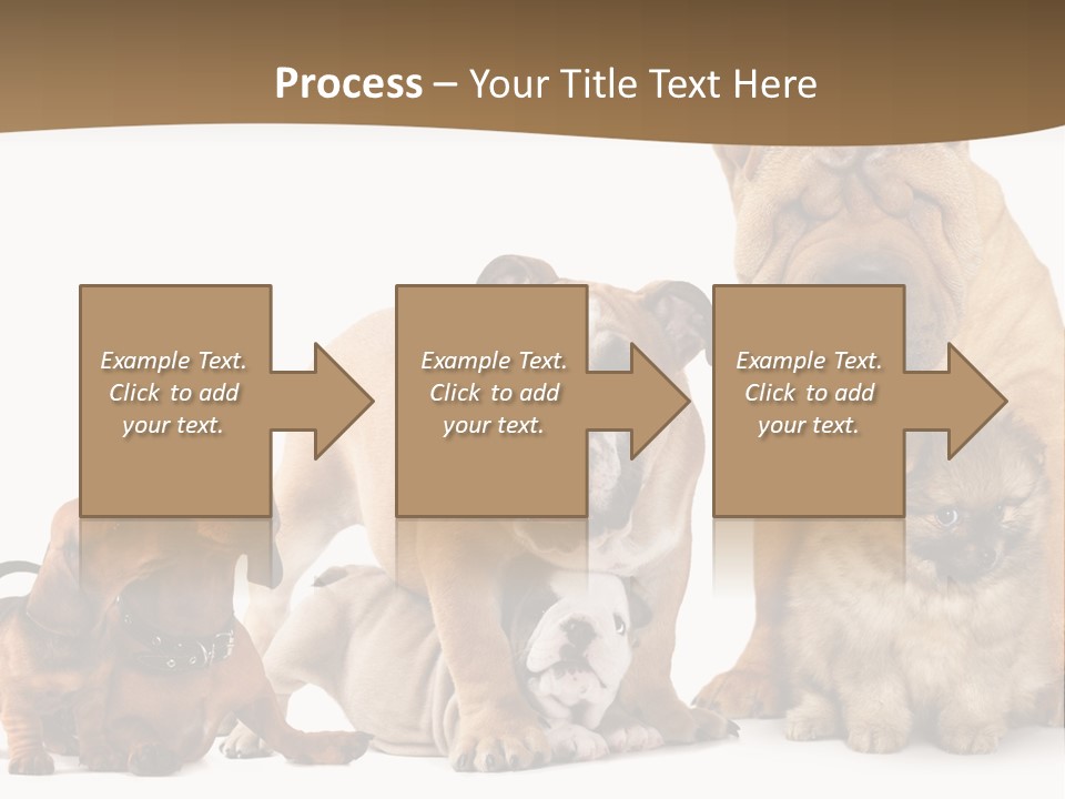 Shar Pei Mammal Background PowerPoint Template