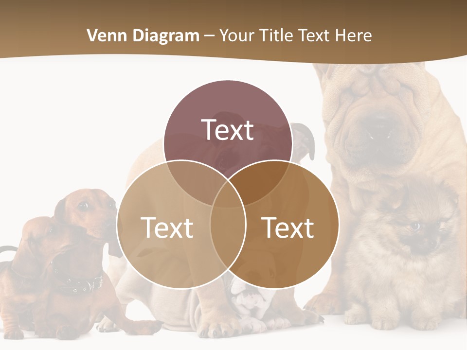 Shar Pei Mammal Background PowerPoint Template