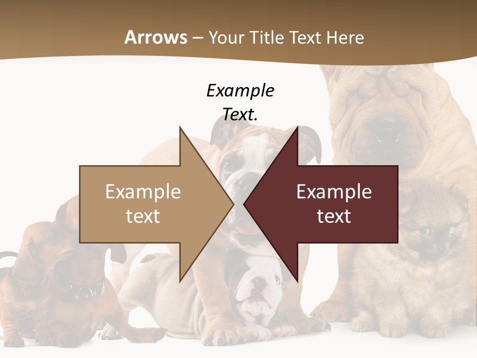 Shar Pei Mammal Background PowerPoint Template