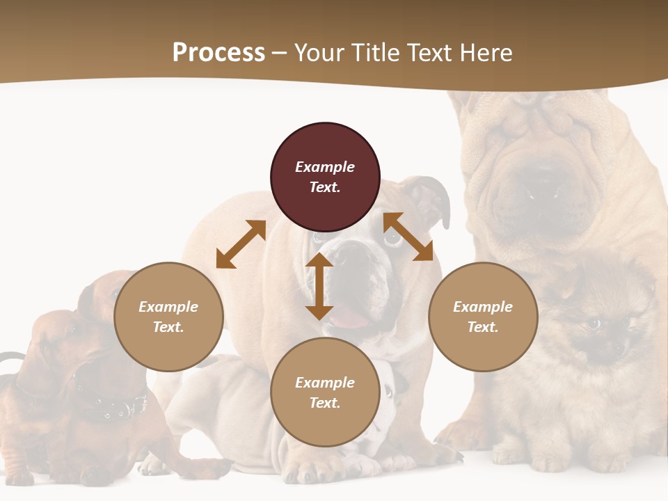 Shar Pei Mammal Background PowerPoint Template