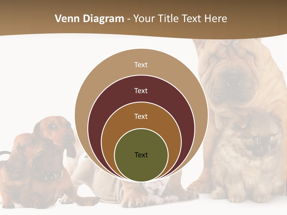 Shar Pei Mammal Background PowerPoint Template