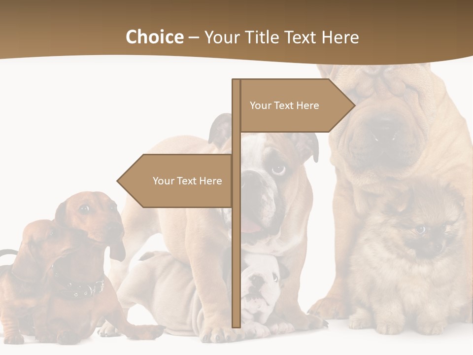 Shar Pei Mammal Background PowerPoint Template