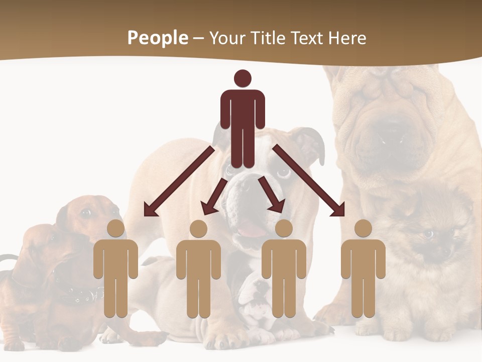 Shar Pei Mammal Background PowerPoint Template