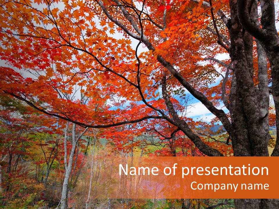 Leaf Branch Forest PowerPoint Template
