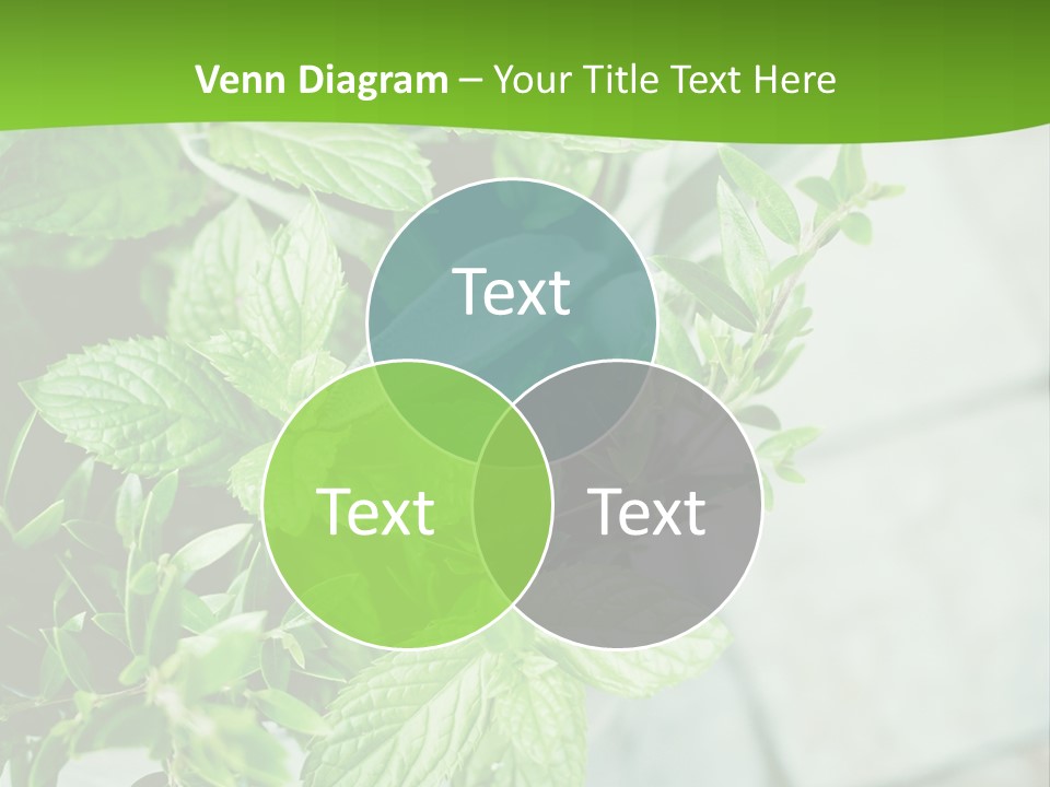 Seasoning True Myrtle Ingredient PowerPoint Template