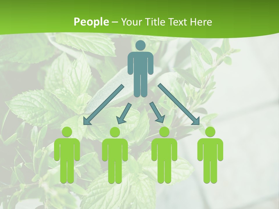 Seasoning True Myrtle Ingredient PowerPoint Template