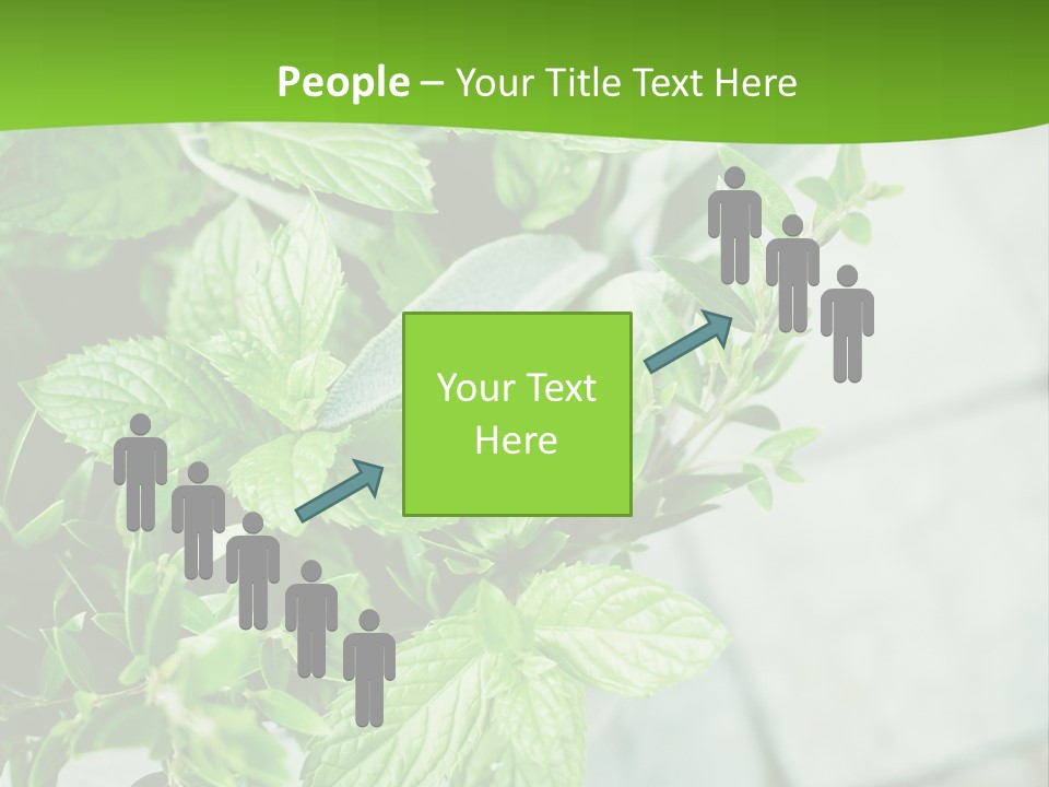 Seasoning True Myrtle Ingredient PowerPoint Template