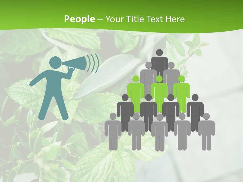 Seasoning True Myrtle Ingredient PowerPoint Template