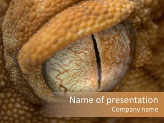 Macro Reptile Eyeball PowerPoint Template