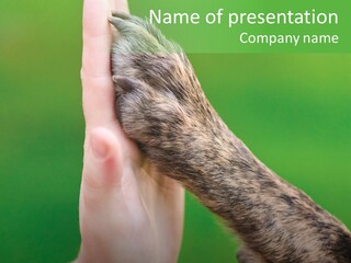 Canine Breed Companionship PowerPoint Template