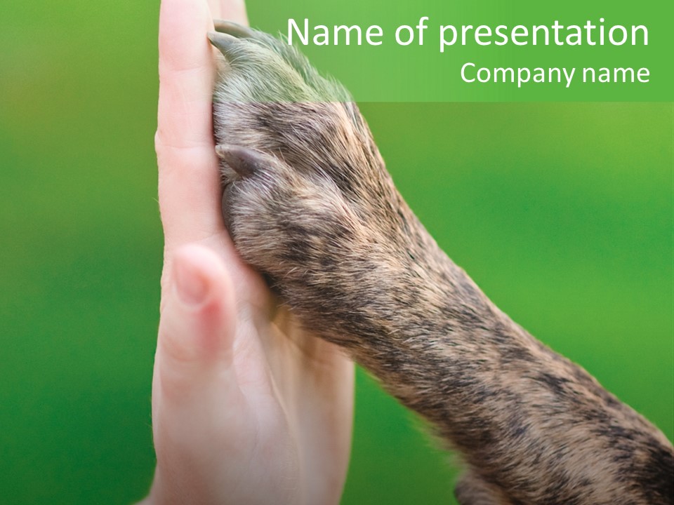 Canine Breed Companionship PowerPoint Template