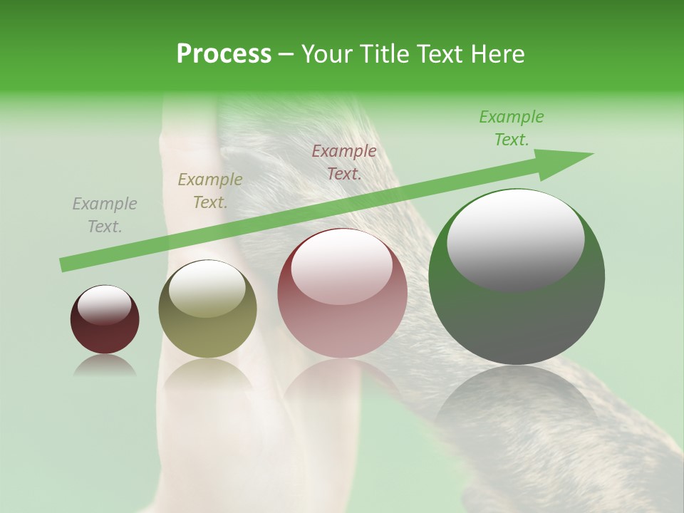 Canine Breed Companionship PowerPoint Template