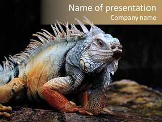 An Iguana Is Sitting On A Rock In The Sun PowerPoint Template