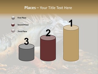 An Iguana Is Sitting On A Rock In The Sun PowerPoint Template