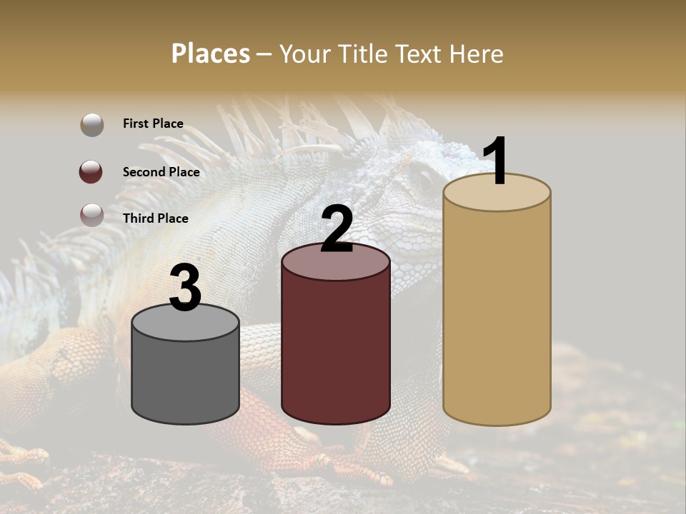 An Iguana Is Sitting On A Rock In The Sun PowerPoint Template