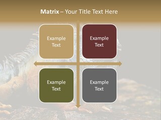 An Iguana Is Sitting On A Rock In The Sun PowerPoint Template