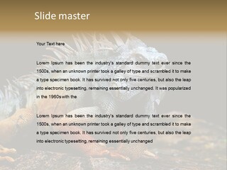 An Iguana Is Sitting On A Rock In The Sun PowerPoint Template