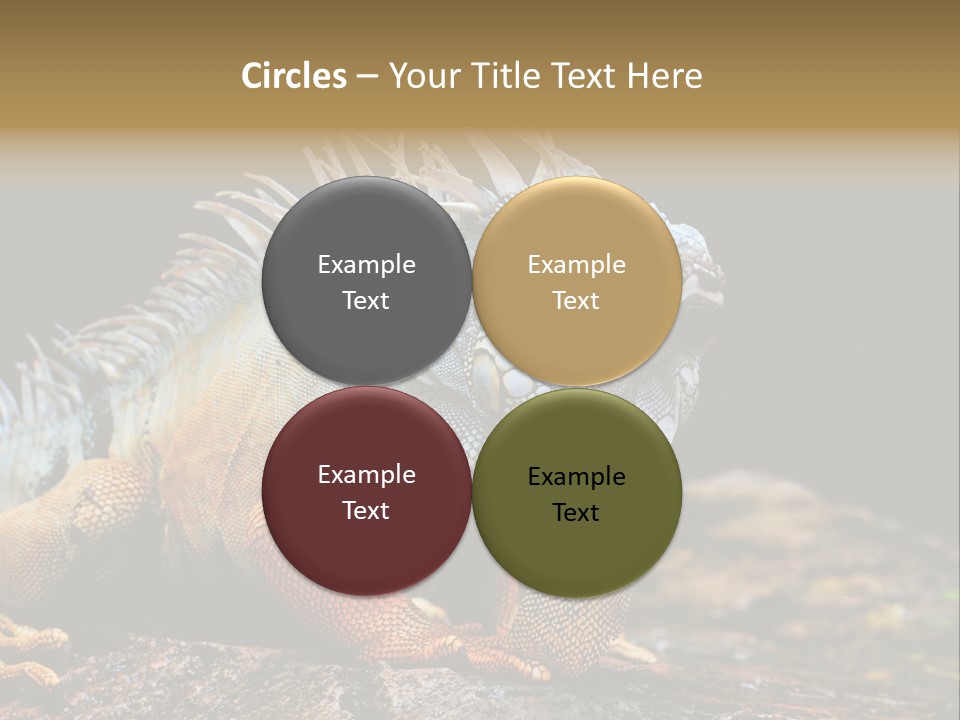 An Iguana Is Sitting On A Rock In The Sun PowerPoint Template