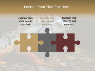 An Iguana Is Sitting On A Rock In The Sun PowerPoint Template