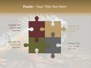 An Iguana Is Sitting On A Rock In The Sun PowerPoint Template