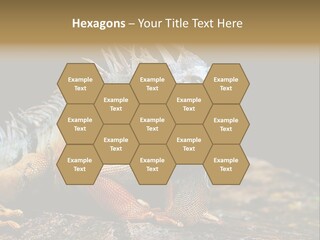 An Iguana Is Sitting On A Rock In The Sun PowerPoint Template