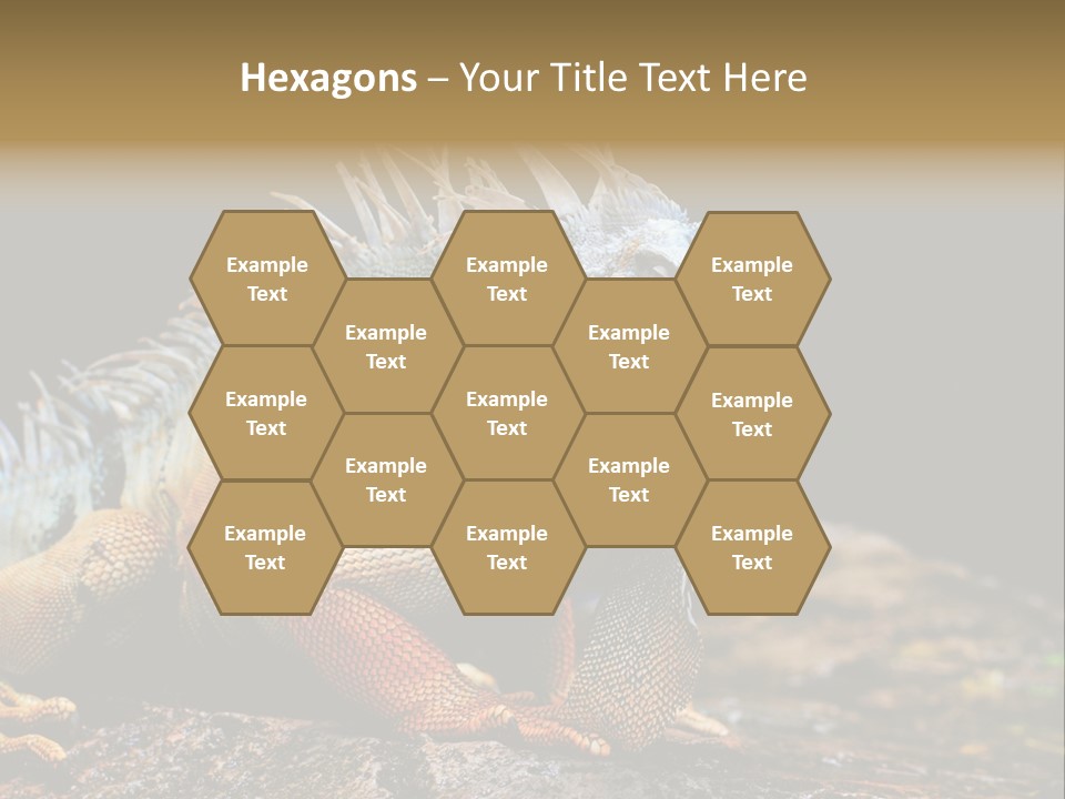 An Iguana Is Sitting On A Rock In The Sun PowerPoint Template