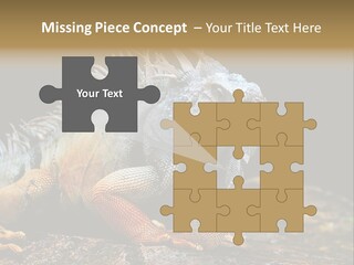 An Iguana Is Sitting On A Rock In The Sun PowerPoint Template