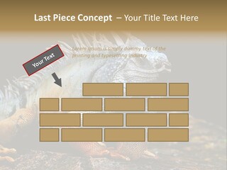 An Iguana Is Sitting On A Rock In The Sun PowerPoint Template