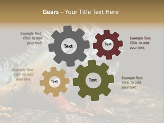 An Iguana Is Sitting On A Rock In The Sun PowerPoint Template
