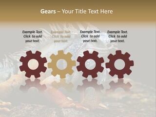 An Iguana Is Sitting On A Rock In The Sun PowerPoint Template