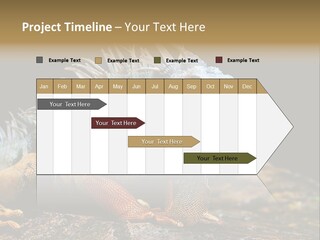 An Iguana Is Sitting On A Rock In The Sun PowerPoint Template