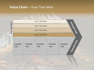 An Iguana Is Sitting On A Rock In The Sun PowerPoint Template