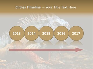 An Iguana Is Sitting On A Rock In The Sun PowerPoint Template