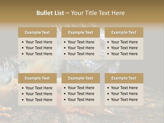 An Iguana Is Sitting On A Rock In The Sun PowerPoint Template